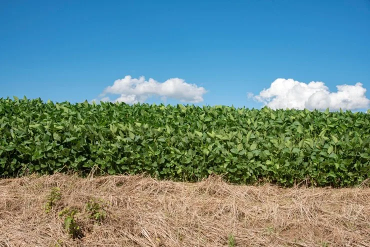 Rio Grande do Sul amplia prazo para plantio da soja até 15 de fevereiro