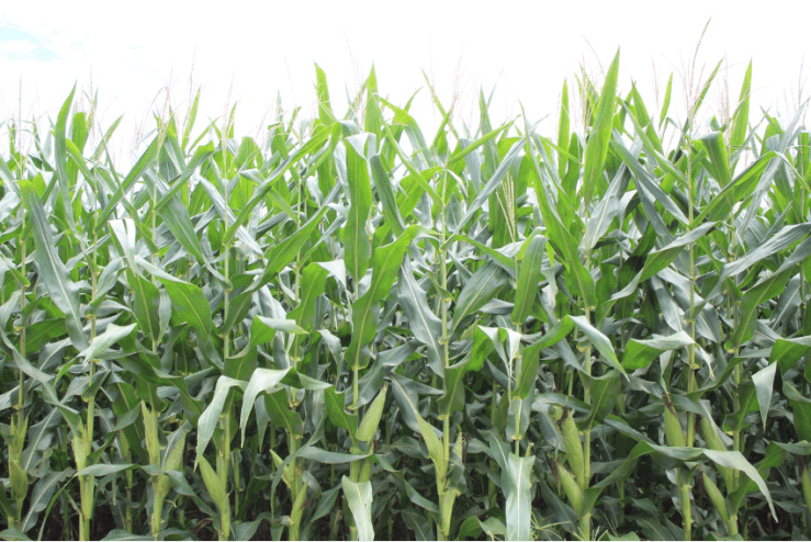 Segunda safra de milho entra no momento mais crítico do ciclo