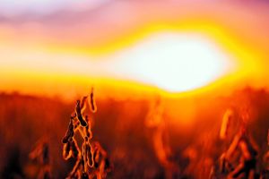 Top 5 avançam e elevam VBP de Mato Grosso a R$ 220 bilhões