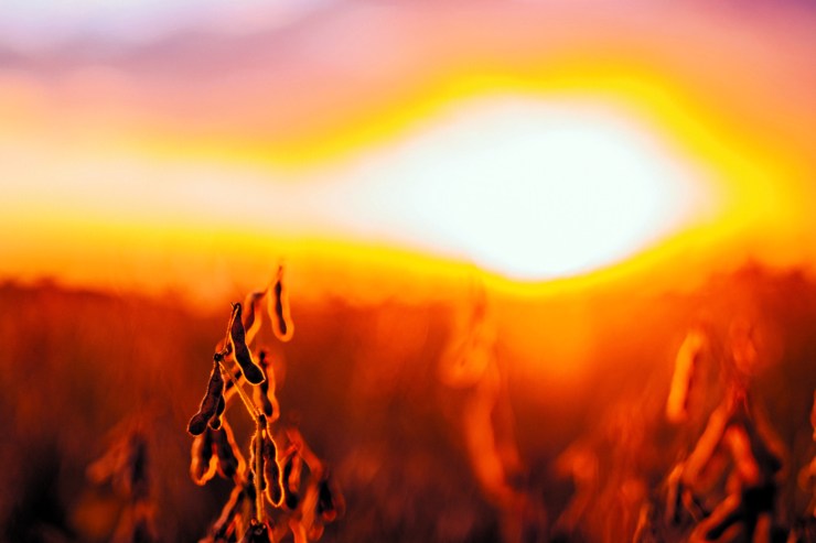 Top 5 avançam e elevam VBP de Mato Grosso a R$ 220 bilhões