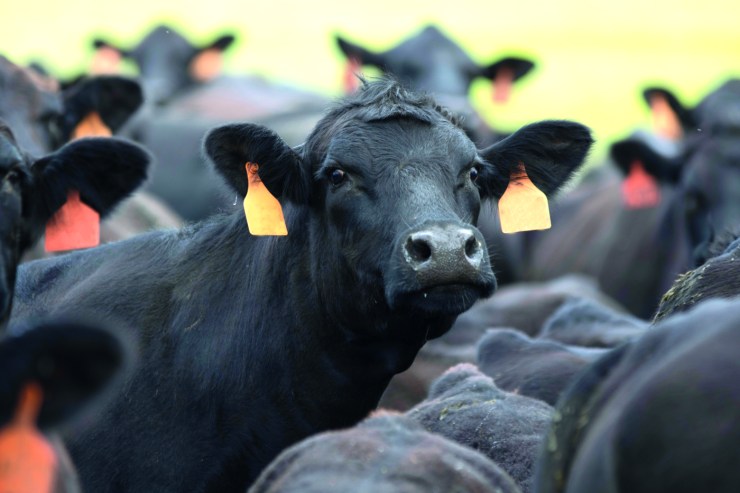 VBP do Pará aumenta 14,7% em 2025