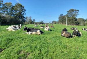 Altas temperaturas exigem manejo estratégico para manter produção de leite
