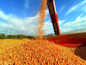 Área e produtividade elevam nova revisão da safra de grãos