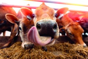 Bactérias heteroláticas em silagens de milho revelam novos benefícios