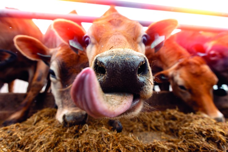 Bactérias heteroláticas em silagens de milho revelam novos benefícios