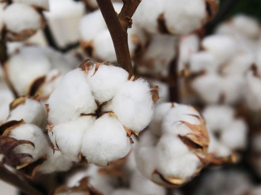 Chuvas intensas impõem desafios à safra em Mato Grosso e elevam alerta no campo