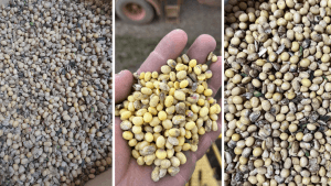 Excesso de chuvas em partes de MT eleva níveis de soja avariada e tira ainda mais da margem do produtor