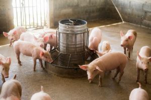 Exportações sustentam desempenho da suinocultura brasileira no início de 2026