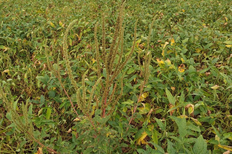 Paraná intensifica vigilância para barrar introdução de praga quarentenária na soja