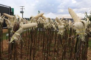 Paraná lança novo milho branco mais resistente ao enfezamento e com maior valor de mercado