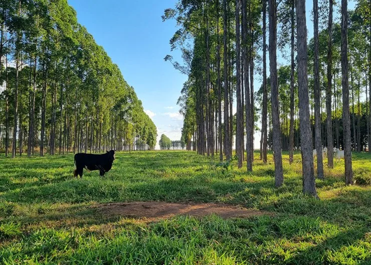 Passaporte Verde mobiliza debate sobre regularização ambiental da pecuária em Mato Grosso