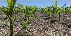 Plantio do milho avança e chega em 46,7% no Brasil; MT já semeou 66% e PR vai à 45%