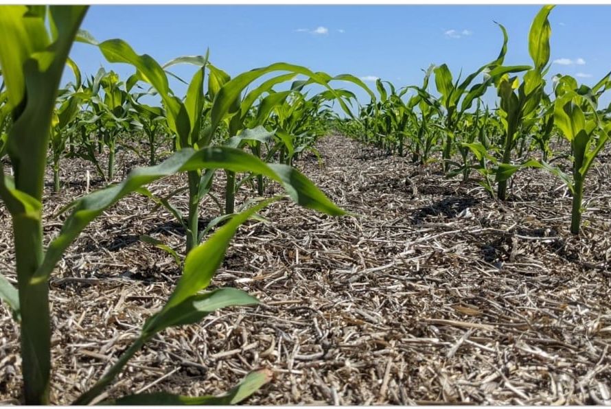 Plantio do milho avança e chega em 46,7% no Brasil; MT já semeou 66% e PR vai à 45%