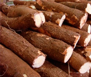 Produção de mandioca cresce em Goiás e impulsiona o setor