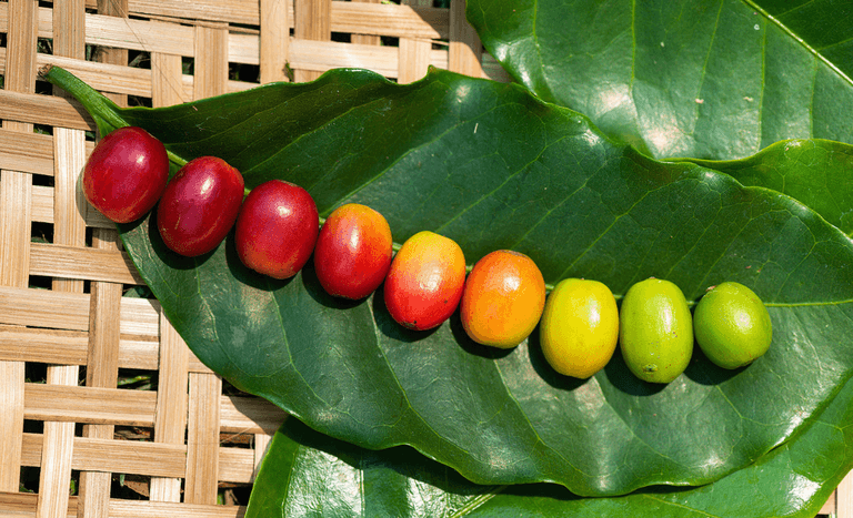 Produtores de café canéfora expandem lavouras para novas áreas no Brasil, incluindo MT