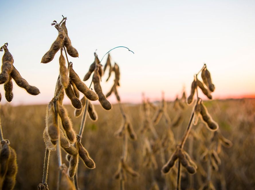 Se MT fosse um país seria o terceiro maior na produção de soja do mundo