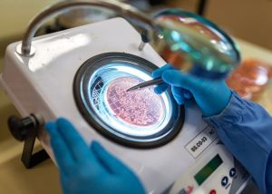 Técnica com bactérias aumenta produtividade da soja em mais de 8% no Paraná