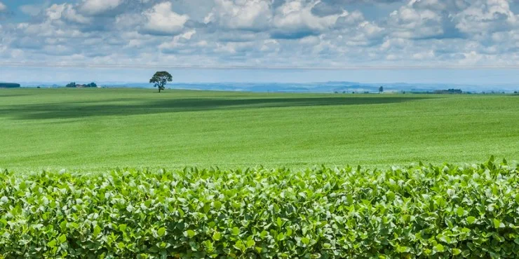 Tecnologias da Embrapa mostram como soja ampliou produção poupando área agrícola