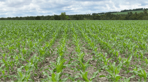 Virada de chave entre soja e milho exige precisão técnica e rapidez no campo