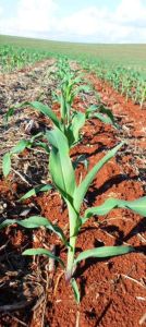 Ainda atrasado, plantio do milho avança para 64,9% no Brasil, com MT em 81,9% e PR com 62%