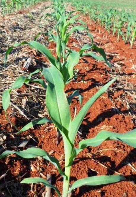 Ainda atrasado, plantio do milho avança para 64,9% no Brasil, com MT em 81,9% e PR com 62%