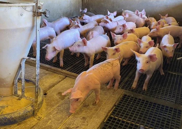 Alta do milho reduz poder de compra do suinocultor pelo sexto mês seguido