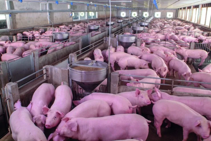 Cada grau a mais na temperatura reduz em 462 g/dia o consumo de ração dos suínos