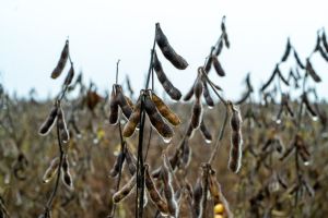 Chuvas atrasam fim da colheita da soja no Mato Grosso e provocam prejuízos em todo o Estado