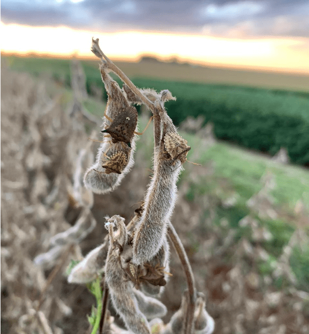 Chuvas irregulares e percevejos elevam alerta nas lavouras de soja gaúchas