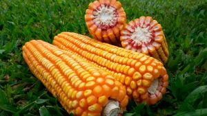 Comercialização de soja e milho apresenta ritmo cauteloso em Mato Grosso do Sul