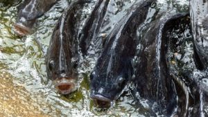 Goiás projeta exportar 20% da produção de peixes