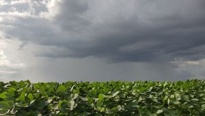 Inmet: Chuvas irregulares causam impactos em áreas agrícolas no Mato Grosso do Sul
