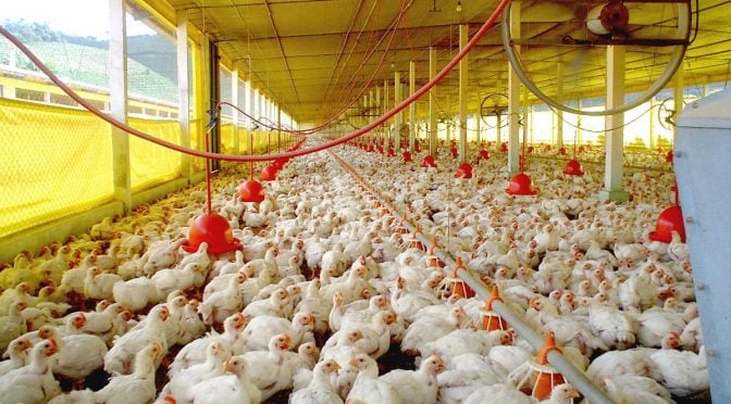 Mato Grosso do Sul abre consulta pública para controle de Salmonella em aviários comerciais