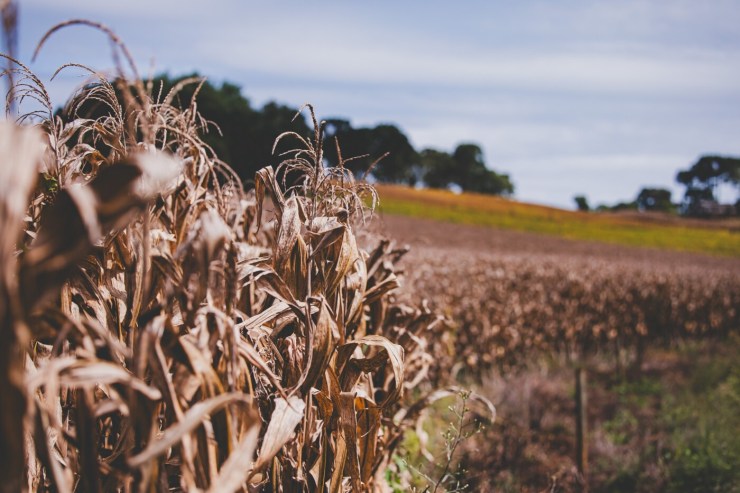 Meio-Oeste catarinense registra produtividade média de 204 sacas de milho por hectare