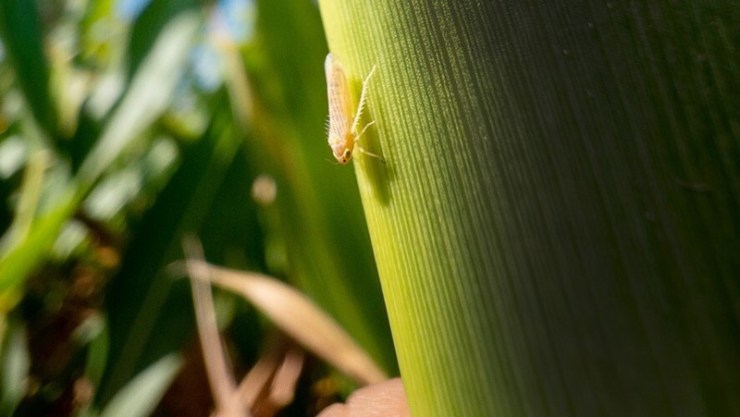 Nova ferramenta digital amplia combate à cigarrinha-do-milho no Paraná