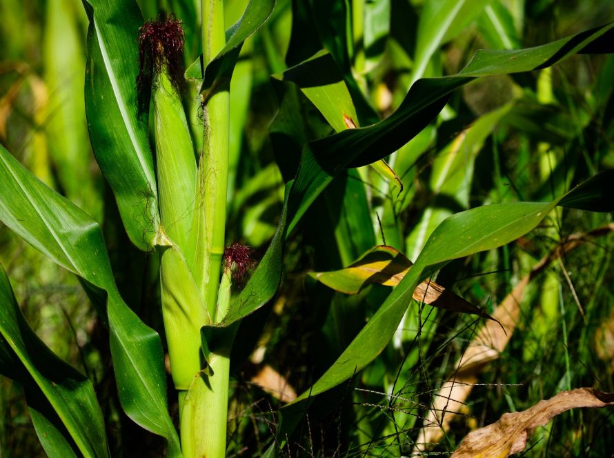 Plantio da segunda safra de milho passa de 95% no Brasil e Conab destaca problemas no PR, GO e MS