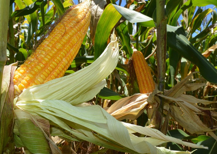 Programas de milho e sorgo de baixo carbono buscam reduzir emissões na produção agrícola