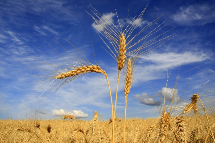 Safra de trigo em São Paulo deve ter redução de área em 2026