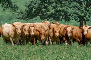 Simental Brasileiro destaca genética adaptada ao clima tropical e promove eventos em março