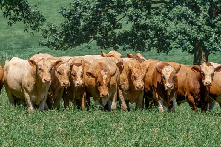 Simental Brasileiro destaca genética adaptada ao clima tropical e promove eventos em março