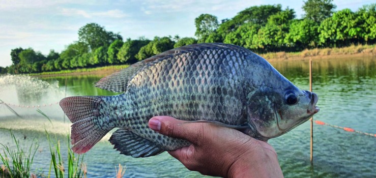Tilápia sustenta crescimento da piscicultura em Mato Grosso do Sul