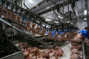 Avicultura de Mato Grosso do Sul cresce 6,97% no abate no início de 2026