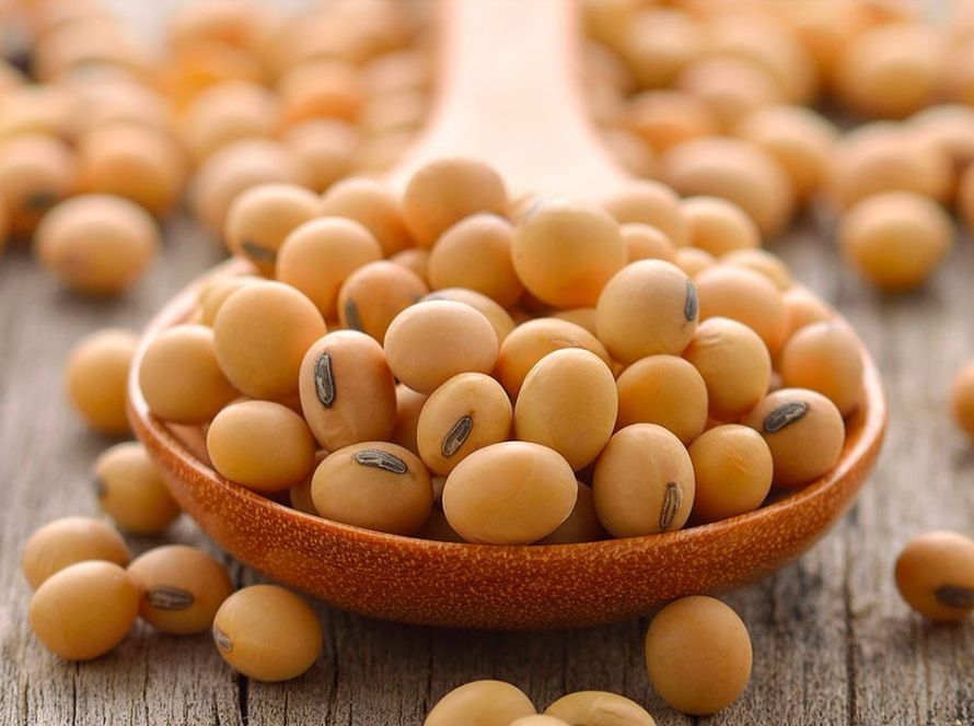 Caramuru projeta expansão na safra 2025/26 com salto de 50% na originação de soja não transgênica em Mato Grosso