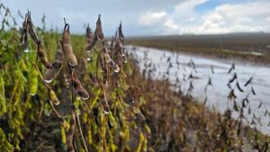 Chuvas podem reduzir até 25% da produção de soja no Mato Grosso