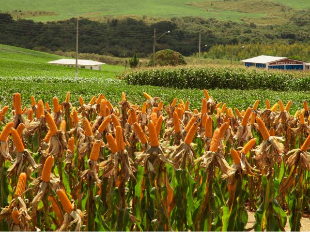 Congresso Nacional de Milho e Sorgo abre inscrições com valores a partir de R$ 350