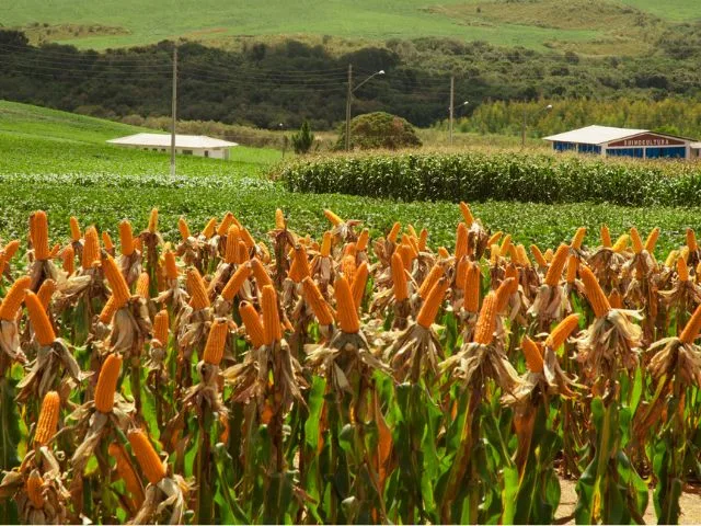 Congresso Nacional de Milho e Sorgo abre inscrições com valores a partir de R$ 350