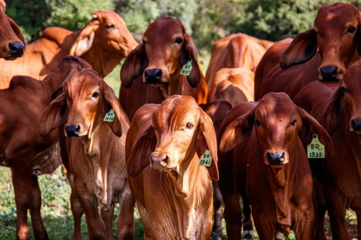 Exportações de carne bovina avançam 22% no bimestre e receita cresce quase 40%