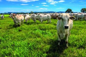 Exportações para a China reforçam sustentação do boi brasileiro