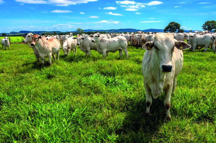 Exportações para a China reforçam sustentação do boi brasileiro