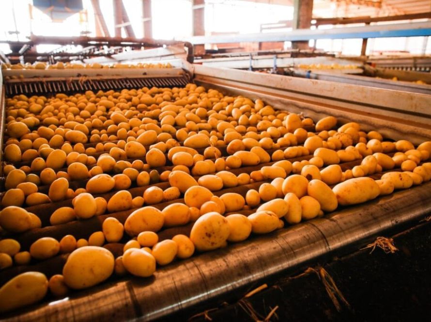 Goiás consolida crescimento na produção de batata-inglesa, com projeção de recuperação do VBP em 2026